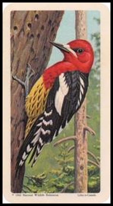 6 Red breasted Sapsucker